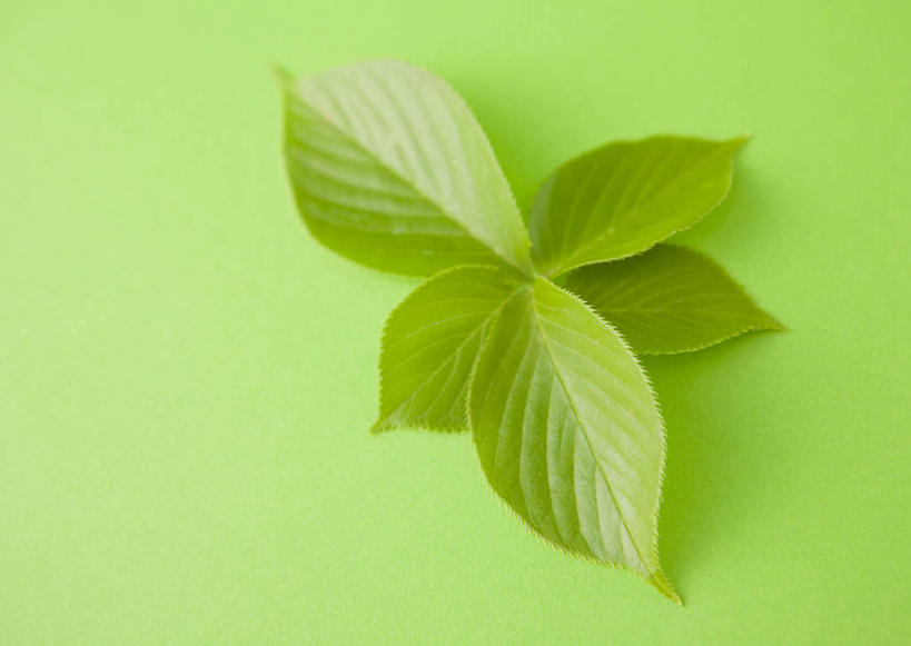 无人,横图,俯视,室内,特写,白天,植物,叶子,绿色背景,阴影,反射,纹理,影子,绿叶,五片,绿色,嫩叶,摄影,影棚,肌理,叶,叶片,叶脉,彩图,高角度拍摄,影棚拍摄,拍摄