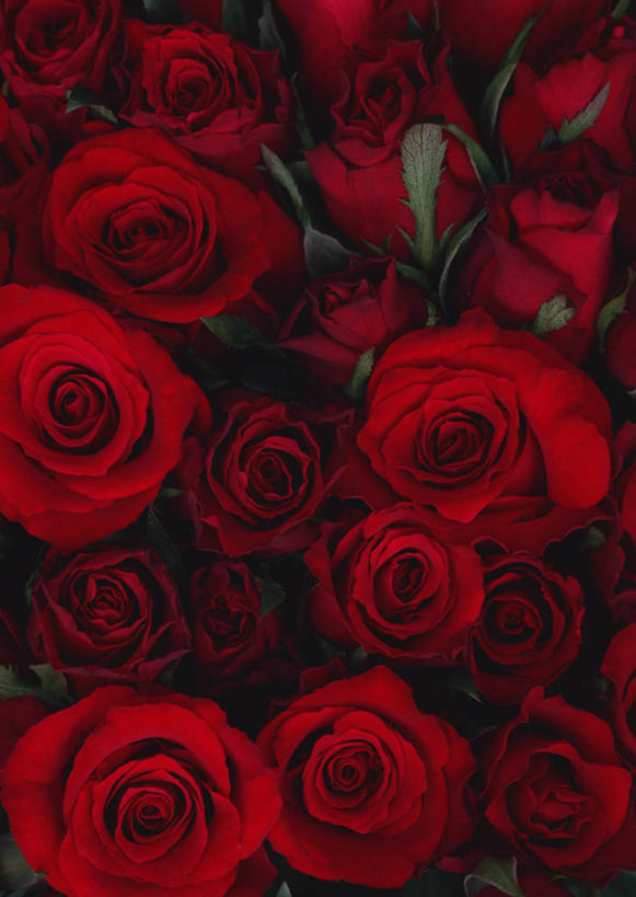 无人,竖图,俯视,室内,特写,白天,爱情,幸福,纯洁,热情,玫瑰,许多,盛开,玫瑰花,很多,浪漫,花蕾,花,花瓣,花朵,鲜花,红色,花苞,花蕊,温暖,温馨,恩爱,红玫瑰,和睦,感动,尊敬,天真,刺玫花,徘徊花,彩图,高角度拍摄,融洽