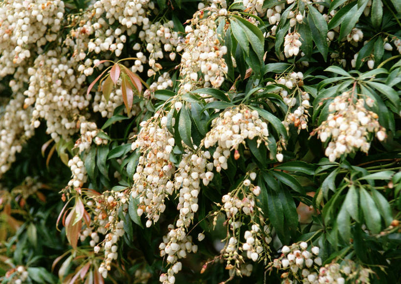 无人,横图,室外,白天,正面,美景,杜鹃花,叶子,阴影,盛开,光线,影子,景观,杜鹃,绿叶,花蕾,花,花瓣,花朵,鲜花,白色,阳光,自然,花苞,花蕊,嫩叶,景色,喜悦,克制,自然风光,红杜鹃,满山红,清明花,清时,山踯躅,红踯躅,节制,欣喜,马醉木,山石榴,映山红,叶,叶片,彩图