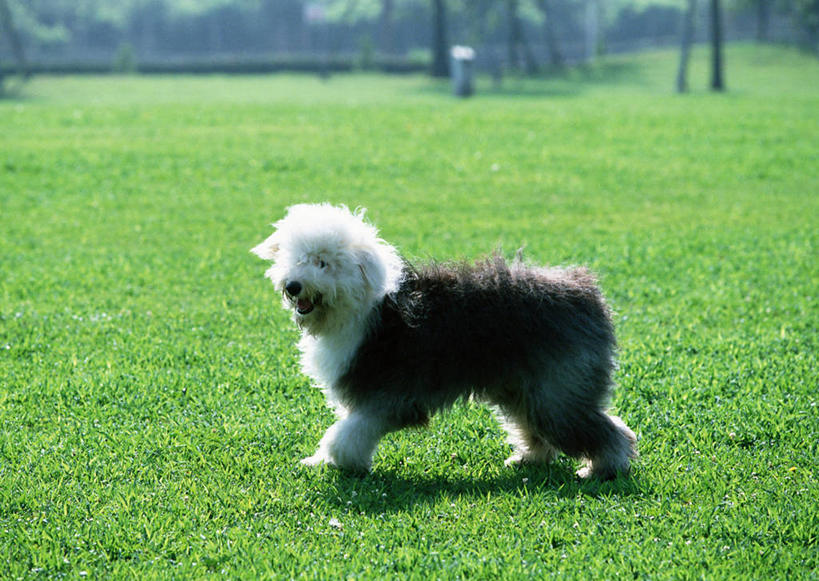 无人,走,横图,室外,白天,侧面,草地,草坪,植物,宠物,狗,阴影,朦胧,模糊,新鲜,光线,影子,注视,草,树,树木,一只,绿色,白色,黑色,阳光,自然,动物,观察,看,张嘴,可爱,生长,牧羊犬,成长,观看,青春,察看,生命,关注,和平,安详,张大嘴巴,忠诚,古代牧羊犬,古牧,截尾犬,英国古代牧羊犬,冷色,张开嘴,犬,步行,散步,走路,彩图,全身