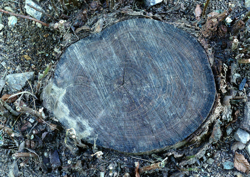 无人,横图,俯视,室外,特写,白天,石头,植物,纹路,石子,纹理,圆环,圆圈,树皮,树桩,年轮,树,树干,树木,绿色,自然,木桩,生长,成长,年龄,伐木,环状,横截面,砍木,剖面,肌理,周期,年数,截面,截面图形,石块,岩石,彩图,高角度拍摄,斩柴