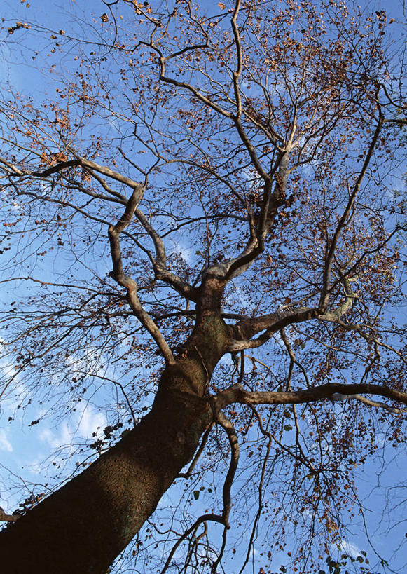 无人,竖图,室外,白天,仰视,旅游,度假,美景,植物,东京,日本,亚洲,阴影,光线,影子,景观,枝条,娱乐,树,树木,树枝,蓝色,绿色,蓝天,天空,阳光,自然,天,享受,休闲,景色,放松,生长,晴朗,成长,自然风光,东亚,本州,万里无云,关东地方,本州岛,日本国,东京都,虬枝,枝杈,晴空,晴空万里,彩图,低角度拍摄,文京区