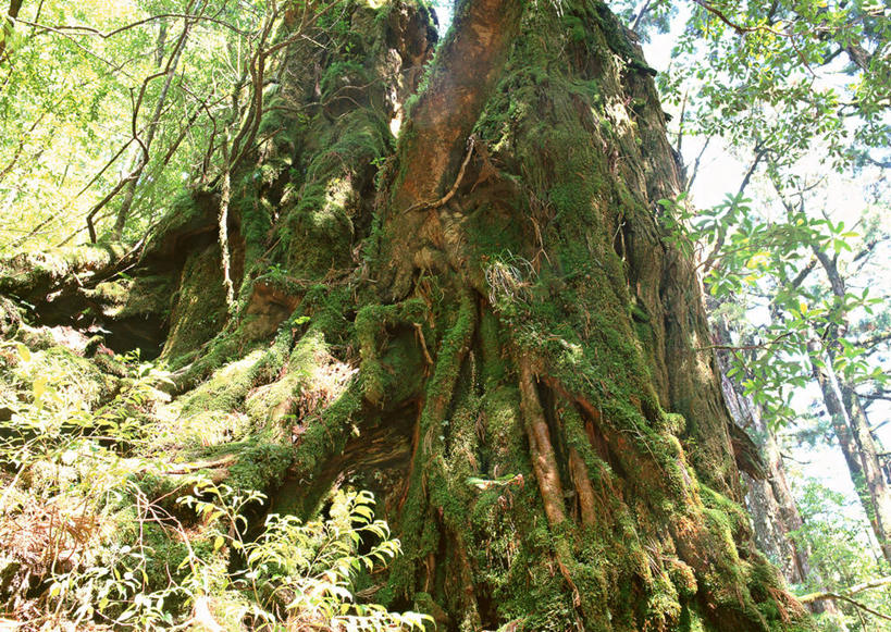 无人,横图,室外,特写,白天,仰视,旅游,度假,美景,森林,树林,植物,鹿儿岛,日本,亚洲,阴影,光线,影子,景观,青苔,树桩,苔藓,娱乐,树,树干,树木,绿色,阳光,自然,享受,休闲,木桩,景色,放松,生长,成长,自然风光,东亚,日本国,九州本岛,九州,九州岛,九州地方,鹿儿岛县,红杉,常青红杉,海岸红杉,红杉树,屋久岛,彩图,低角度拍摄