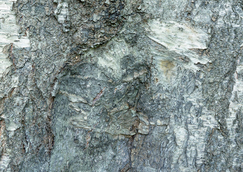 无人,横图,室外,特写,白天,正面,植物,粗糙,纹路,纹理,树皮,树桩,树,树干,树木,绿色,自然,木桩,白桦,生长,成长,毛糙,肌理,桦树,桦皮树,桦木,彩图,粗拙