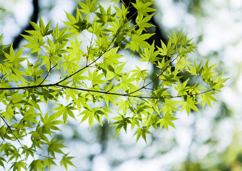 无人,横图,室外,特写,白天,仰视,美景,植物,枫树,叶子,阴影,朦胧,模糊,光线,影子,景观,绿叶,枝条,树,树木,树枝,绿色,阳光,自然,嫩叶,景色,生长,成长,自然风光,槭树,糖枫,糖槭,糖槭树,虬枝,枝杈,叶,叶片,彩图,低角度拍摄