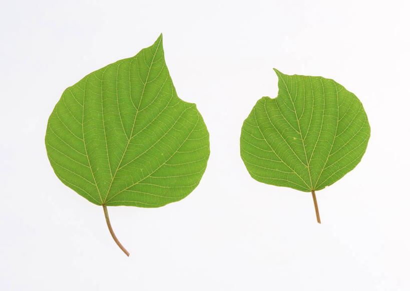 无人,横图,室内,特写,白天,白色背景,正面,植物,叶子,两片,新鲜,纹理,绿叶,绿色,嫩叶,摄影,影棚,青春,生命,和平,安详,肌理,野桐,冷色,叶,叶片,叶脉,彩图,影棚拍摄,拍摄