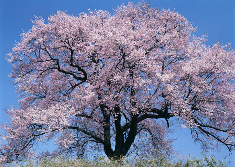 无人,横图,室外,白天,仰视,旅游,度假,幸福,纯洁,美景,植物,樱花,日本,亚洲,盛开,景观,枝条,花蕾,娱乐,花,花瓣,花朵,鲜花,树,树木,树枝,粉色,蓝色,蓝天,天空,自然,天,花苞,花蕊,享受,休闲,景色,放松,晴朗,等待,生命,自然风光,东亚,本州,万里无云,本州岛,日本国,中部地方,山梨,山梨县,仙樱花,福岛樱,青肤樱,高尚,热烈,虬枝,枝杈,晴空,晴空万里,荆桃,彩图,低角度拍摄,日本樱花,韭崎,韭崎市