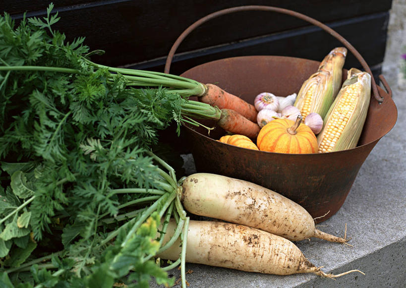 无人,横图,俯视,室外,特写,白天,美景,萝卜,胡萝卜,白萝卜,南瓜,蔬菜,洋葱,一堆,许多,堆叠,堆积,丰富,丰收,新鲜,铁桶,桶,景观,金瓜,食品,丰盛,番瓜,食物,一个,自然,容器,景色,有机食品,绿色食品,单个,储藏,堆,麦瓜,倭瓜,储存,自然风光,玉葱,丰登,丰硕,圆葱,洋葱头,球葱,红萝卜,甘荀,葱头,彩图,高角度拍摄,白洋葱,贮存