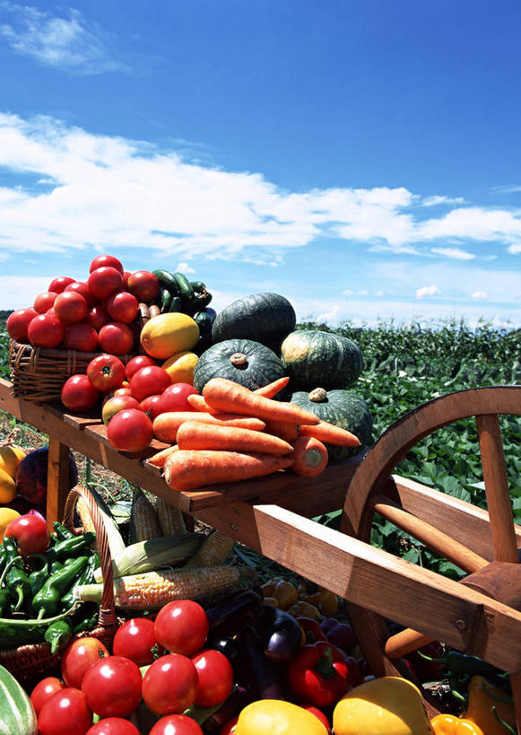 无人,农田,竖图,室外,白天,正面,庄稼,农作物,美景,萝卜,胡萝卜,南瓜,蔬菜,西红柿,小番茄,洋葱,椰菜,卷心菜,一堆,一辆,许多,阴影,堆叠,堆积,丰富,丰收,新鲜,光线,影子,景观,云,云朵,金瓜,食品,丰盛,云彩,番瓜,车,食物,蓝色,白云,蓝天,天空,阳光,自然,手推车,交通工具,天,甘蓝,景色,有机食品,绿色食品,独轮车,晴朗,堆,麦瓜,倭瓜,自然风光,载具,玉葱,紫薯,黑薯,丰登,丰硕,小西红柿,樱桃小番茄,珍珠小番茄,紫红薯,晴空,圆葱,樱桃番茄,洋葱头,圣女果,山芋,球葱,结球甘蓝,红萝卜,甘荀,甘薯,甘兰,番薯,番茄,地瓜,葱头,包心菜,彩图,耕地,庄稼田,白洋葱