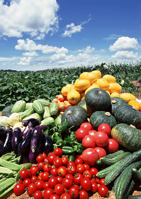 无人,农田,竖图,室外,白天,正面,庄稼,农作物,美景,萝卜,胡萝卜,南瓜,蔬菜,西红柿,小番茄,洋葱,椰菜,卷心菜,一堆,一辆,许多,阴影,堆叠,堆积,丰富,丰收,新鲜,光线,影子,景观,云,云朵,金瓜,食品,丰盛,云彩,番瓜,车,食物,蓝色,白云,蓝天,天空,阳光,自然,手推车,交通工具,天,甘蓝,景色,有机食品,绿色食品,独轮车,晴朗,堆,麦瓜,倭瓜,自然风光,载具,玉葱,紫薯,黑薯,丰登,丰硕,小西红柿,樱桃小番茄,珍珠小番茄,紫红薯,晴空,圆葱,樱桃番茄,洋葱头,圣女果,山芋,球葱,结球甘蓝,红萝卜,甘荀,甘薯,甘兰,番薯,番茄,地瓜,葱头,包心菜,彩图,耕地,庄稼田,白洋葱