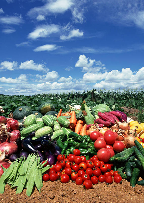 无人,农田,竖图,室外,白天,正面,庄稼,农作物,美景,萝卜,胡萝卜,南瓜,蔬菜,西红柿,小番茄,洋葱,椰菜,卷心菜,一堆,一辆,许多,阴影,堆叠,堆积,丰富,丰收,新鲜,光线,影子,景观,云,云朵,金瓜,食品,丰盛,云彩,番瓜,车,食物,蓝色,白云,蓝天,天空,阳光,自然,手推车,交通工具,天,甘蓝,景色,有机食品,绿色食品,独轮车,晴朗,堆,麦瓜,倭瓜,自然风光,载具,玉葱,紫薯,黑薯,丰登,丰硕,小西红柿,樱桃小番茄,珍珠小番茄,紫红薯,晴空,圆葱,樱桃番茄,洋葱头,圣女果,山芋,球葱,结球甘蓝,红萝卜,甘荀,甘薯,甘兰,番薯,番茄,地瓜,葱头,包心菜,彩图,耕地,庄稼田,白洋葱