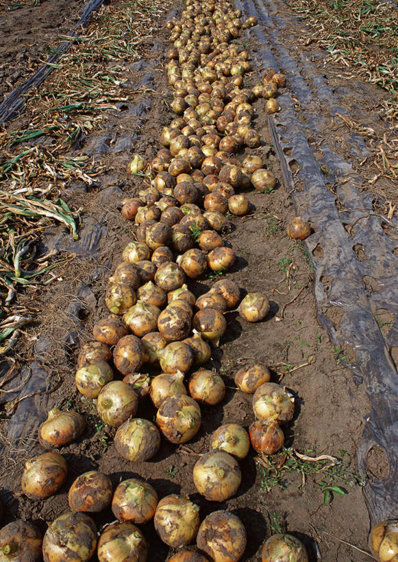 无人,农田,竖图,俯视,室外,特写,白天,庄稼,农作物,美景,蔬菜,洋葱,一堆,一排,许多,阴影,堆叠,堆积,丰富,丰收,新鲜,整齐,光线,影子,景观,食品,丰盛,食物,排列,阳光,自然,景色,有机食品,绿色食品,堆,队列,自然风光,玉葱,丰登,丰硕,圆葱,洋葱头,球葱,葱头,彩图,高角度拍摄,耕地,庄稼田,黄洋葱