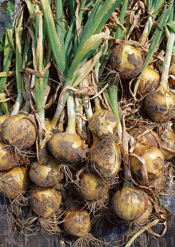 无人,农田,竖图,俯视,室外,特写,白天,庄稼,农作物,美景,蔬菜,洋葱,叶子,一堆,许多,堆叠,堆积,丰富,丰收,新鲜,景观,食品,绿叶,丰盛,食物,自然,嫩叶,景色,肮脏,有机食品,绿色食品,堆,自然风光,玉葱,邋遢,丰登,丰硕,龌龊,污秽,叶,叶片,圆葱,洋葱头,球葱,葱头,彩图,高角度拍摄,耕地,庄稼田,黄洋葱