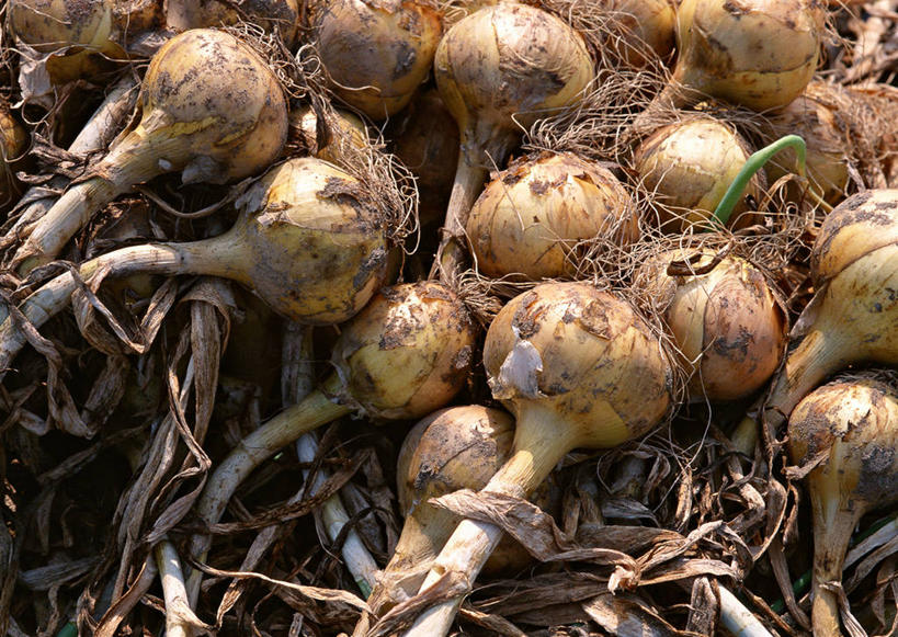 无人,农田,横图,俯视,室外,特写,白天,庄稼,农作物,美景,蔬菜,洋葱,叶子,一堆,许多,堆叠,堆积,丰富,丰收,新鲜,景观,食品,绿叶,丰盛,食物,自然,嫩叶,景色,肮脏,有机食品,绿色食品,堆,自然风光,玉葱,邋遢,丰登,丰硕,龌龊,污秽,叶,叶片,圆葱,洋葱头,球葱,葱头,彩图,高角度拍摄,耕地,庄稼田,黄洋葱