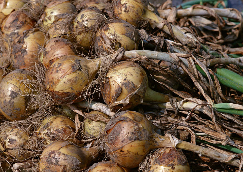 无人,农田,横图,俯视,室外,特写,白天,庄稼,农作物,美景,蔬菜,洋葱,叶子,一堆,许多,堆叠,堆积,丰富,丰收,新鲜,景观,食品,绿叶,丰盛,食物,自然,嫩叶,景色,肮脏,有机食品,绿色食品,堆,自然风光,玉葱,邋遢,丰登,丰硕,龌龊,污秽,叶,叶片,圆葱,洋葱头,球葱,葱头,彩图,高角度拍摄,耕地,庄稼田,黄洋葱