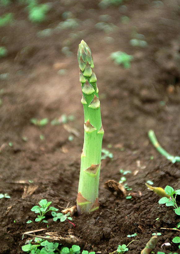 无人,农田,竖图,俯视,室外,特写,白天,庄稼,农作物,芦笋,蔬菜,叶子,新鲜,泥土,土壤,绿芦笋,食品,绿叶,食物,一个,嫩叶,有机食品,绿色食品,单个,叶,叶片,猪尾巴,药鸡豆子,石刁柏,蚂蚁杆,龙须菜,狼尾巴根,彩图,高角度拍摄,耕地,庄稼田