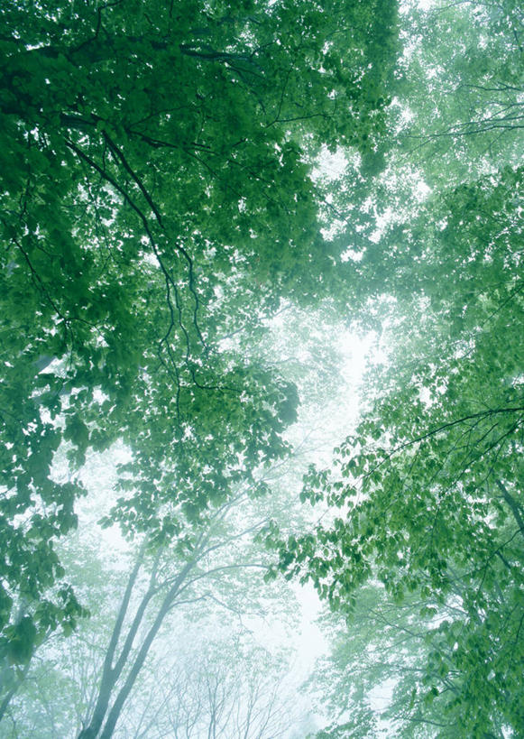 无人,竖图,室外,白天,仰视,旅游,度假,美景,森林,树林,植物,雾,日本,亚洲,阴影,朦胧,模糊,光线,影子,景观,娱乐,树,树木,绿色,阳光,自然,享受,休闲,景色,放松,生长,成长,迷雾,自然风光,东亚,山毛榉,本州,本州岛,日本国,东北地方,福岛,福岛县,麻栎金刚,山毛榉树,大雾,彩图,低角度拍摄,北盐原村,耶麻郡