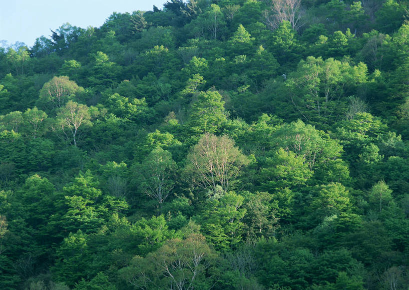 无人,横图,俯视,航拍,室外,白天,旅游,度假,石头,美景,森林,山,山脉,树林,植物,日本,亚洲,石子,景观,山峰,山峦,娱乐,树,树木,绿色,自然,群山,享受,休闲,景色,放松,生长,成长,鸟瞰,自然风光,东亚,沉积岩,本州,本州岛,日本国,东北地方,福岛,福岛县,水成岩,石块,岩石,彩图,高角度拍摄,北盐原村,耶麻郡