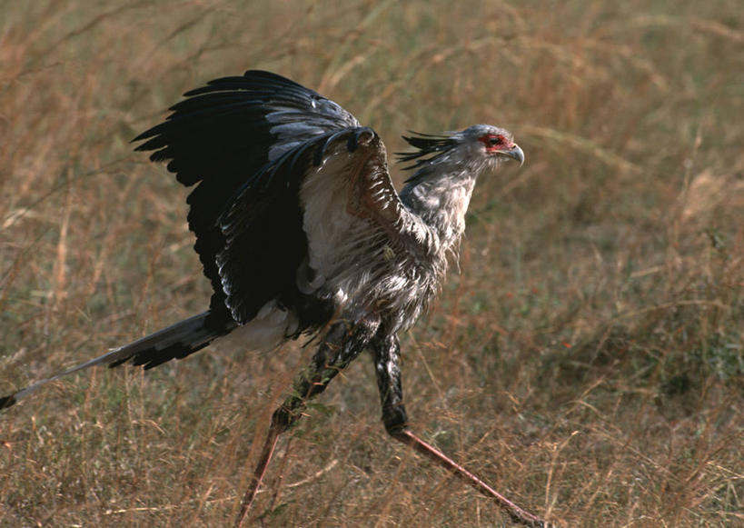 无人,走,横图,室外,白天,侧面,旅游,度假,美景,植物,鸟,野生动物,非洲,肯尼亚,伸展,张开,展翅,枯萎,翅膀,鸟类,景观,枯草,注视,娱乐,草,一只,黄色,自然,动物,观察,看,享受,休闲,景色,放松,观看,察看,国家公园,关注,自然风光,凶猛,张开翅膀,阿非利加洲,鹭鹰,秘书鸟,蛇鹫,肯尼亚共和国,马赛马拉国家公园,展开翅膀,残暴,凶残,步行,散步,走路,彩图,全身