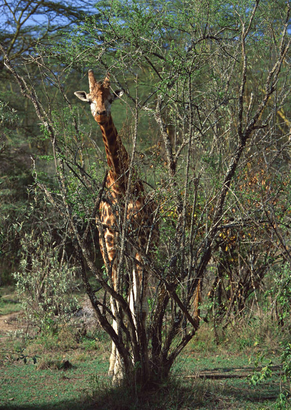 无人,站,竖图,室外,白天,正面,旅游,度假,草地,草坪,美景,树林,植物,哺乳动物,长颈鹿,野生动物,非洲,肯尼亚,阴影,光线,影子,景观,注视,娱乐,草,树,树木,一只,蓝色,绿色,蓝天,天空,阳光,自然,动物,天,观察,看,站着,享受,休闲,景色,放松,活泼,生长,晴朗,成长,观看,察看,国家公园,关注,自然风光,万里无云,阿非利加洲,肯尼亚共和国,马赛马拉国家公园,马赛长颈鹿,晴空,晴空万里,站立,彩图,全身