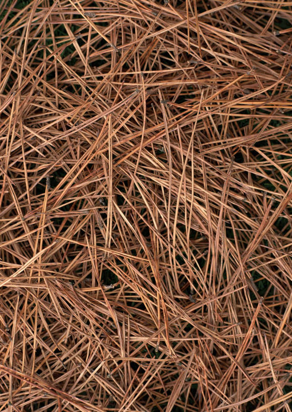 无人,竖图,俯视,室外,特写,白天,美景,松树,一堆,许多,堆叠,堆积,景观,褐色,松针,自然,景色,堆,自然风光,坚定,长寿,贞洁,彩图,高角度拍摄