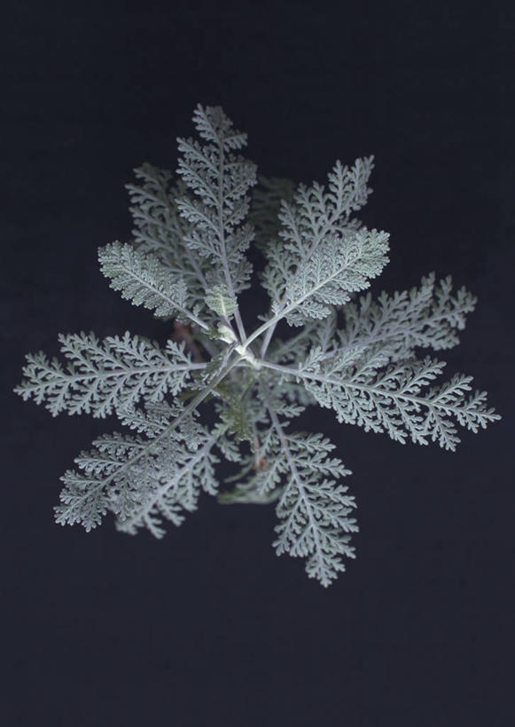 无人,竖图,室内,特写,白天,正面,快乐,幸福,蓝色背景,盛开,玛格丽特,花蕾,雏菊,花,花瓣,花朵,鲜花,绿色,花苞,花蕊,菊花,活力,摄影,影棚,希望,坚强,和平,离别,延命菊,幸福花,春菊,马兰头花,暗恋,纯情,单恋,瓜叶菊,天真,彩图,影棚拍摄,愉快,拍摄