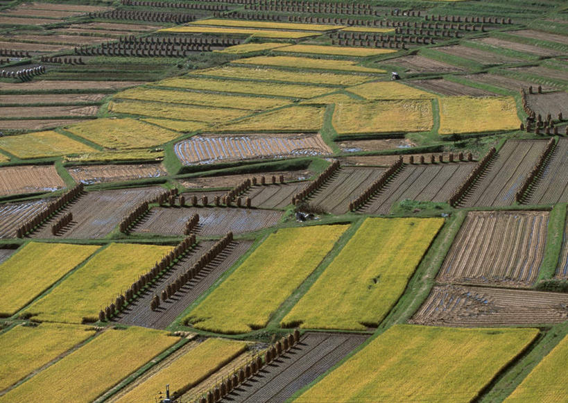 无人,农田,横图,俯视,室外,白天,旅游,度假,农业,庄稼,农作物,美景,日本,亚洲,新鲜,纹路,纹理,稻田,景观,娱乐,绿色,自然,享受,休闲,景色,放松,青春,生命,自然风光,和平,安详,东亚,本州,肌理,本州岛,日本国,东北地方,山形,山形县,冷色,彩图,高角度拍摄,耕地,庄稼田,朝日町,西村山郡