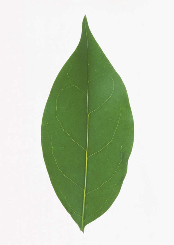 无人,竖图,室内,特写,白天,白色背景,正面,植物,桂花,叶子,一片,纹理,绿叶,绿色,嫩叶,摄影,影棚,草本,香叶,肌理,丹桂,木樨,女贞,木犀,叶,叶片,叶脉,彩图,影棚拍摄,拍摄