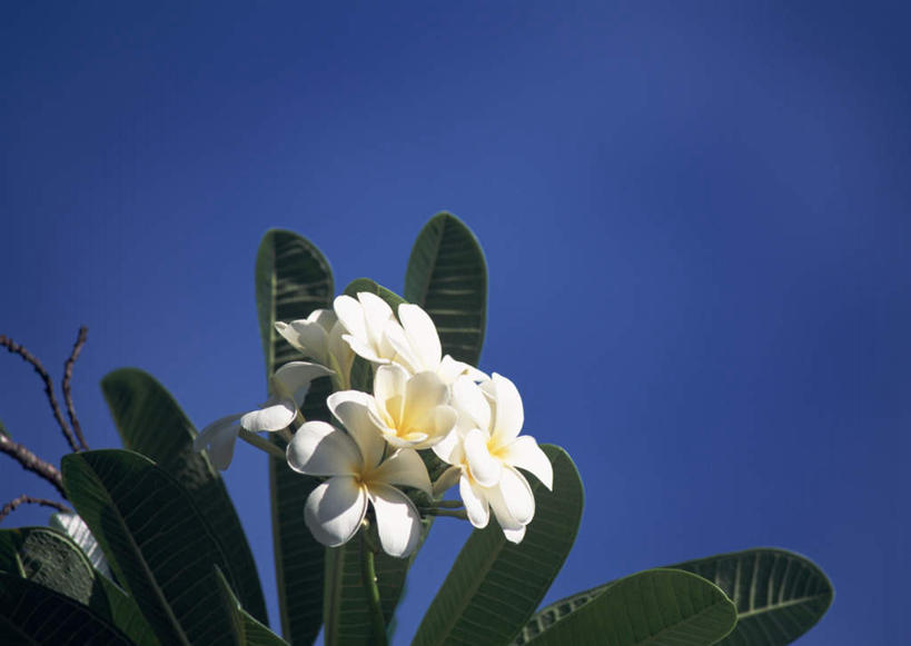 无人,横图,室外,特写,白天,仰视,旅游,度假,花海,花圃,美景,植物,叶子,日本,亚洲,阴影,盛开,光线,影子,景观,云,云朵,花蕾,云彩,娱乐,冲绳,赤素馨花,花,花瓣,花朵,花卉,鲜花,黄色,蓝色,绿色,白色,白云,蓝天,天空,阳光,自然,花丛,花束,花田,天,花苞,花蕊,享受,休闲,景色,放松,晴朗,冲绳县,自然风光,东亚,缅栀子,琉球群岛,日本国,九州地方,蛋黄花,鸡蛋花,缅栀花,冲绳群岛,久米岛,大季花,印度素馨,晴空,彩图,低角度拍摄