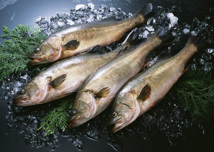 海鲜,无人,横图,俯视,室内,特写,白天,叶子,一排,黑色背景,整齐,鱼,冰,冰块,绿叶,冷冻,水产,鱼类,海洋生物,排列,四条,嫩叶,寒冷,摄影,影棚,河鲈,冷藏,冰冷,队列,水生动物,海产品,水生物,海底动物,保鲜,赤鲈,五道黑,叶,叶片,彩图,高角度拍摄,全身,影棚拍摄,拍摄