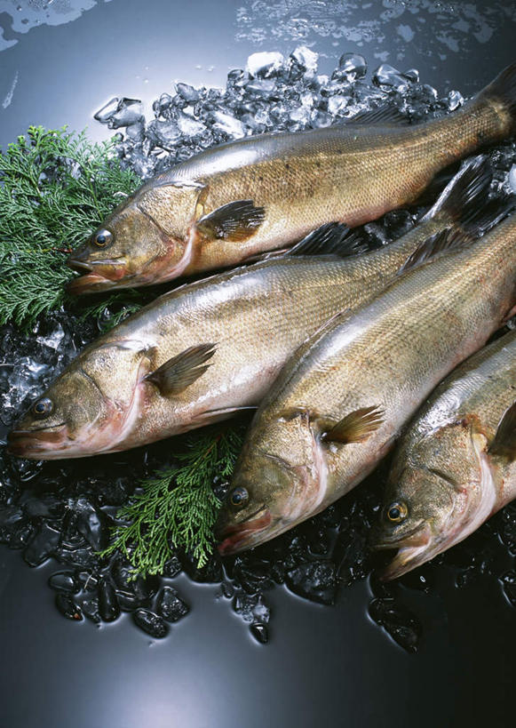 海鲜,无人,竖图,俯视,室内,特写,白天,叶子,一排,黑色背景,整齐,鱼,冰,冰块,绿叶,冷冻,水产,鱼类,海洋生物,排列,四条,嫩叶,寒冷,摄影,影棚,河鲈,冷藏,冰冷,队列,水生动物,海产品,水生物,海底动物,保鲜,赤鲈,五道黑,叶,叶片,半身,彩图,高角度拍摄,影棚拍摄,拍摄