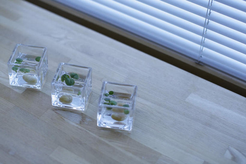 无人,横图,俯视,室内,特写,白天,窗户,地板,花瓶,叶子,一排,阴影,整齐,装饰,反射,影子,百叶窗,竹帘,绿叶,地面,木地板,玻璃制品,排列,三个,帘子,玻璃瓶,瓶子,嫩叶,华丽,修饰,点缀,队列,衬托,美观,雅致,雅观,叶,叶片,彩图,高角度拍摄