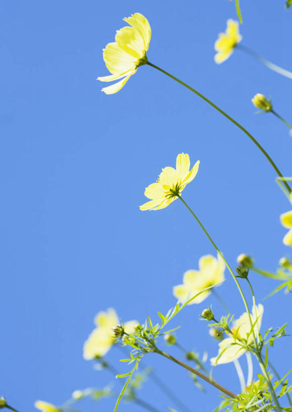 无人,竖图,室外,特写,白天,仰视,自由,幸福,花海,花圃,美景,植物,叶子,许多,阴影,盛开,光线,影子,景观,波斯菊,花蕾,花,花瓣,花朵,花卉,鲜花,蓝色,绿色,蓝天,天空,阳光,自然,花丛,花束,花田,天,花苞,花蕊,清洁,菊花,景色,大波斯菊,晴朗,吉祥,自然风光,万里无云,高洁,秋英,格桑花,秋樱,扫帚梅,八瓣梅,初恋,多情,黄石,晴空,晴空万里,彩图,低角度拍摄,时光