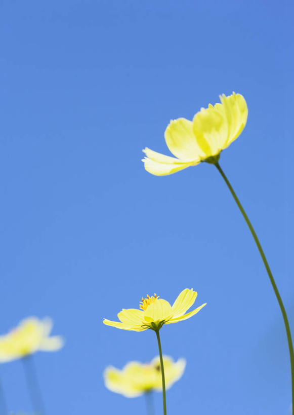 无人,竖图,室外,特写,白天,仰视,自由,幸福,花海,花圃,美景,植物,叶子,四朵,阴影,盛开,光线,影子,景观,波斯菊,花蕾,花,花瓣,花朵,花卉,鲜花,蓝色,绿色,蓝天,天空,阳光,自然,花丛,花束,花田,天,花苞,花蕊,清洁,菊花,景色,大波斯菊,晴朗,吉祥,自然风光,万里无云,高洁,秋英,格桑花,秋樱,扫帚梅,八瓣梅,初恋,多情,黄石,晴空,晴空万里,彩图,低角度拍摄,时光
