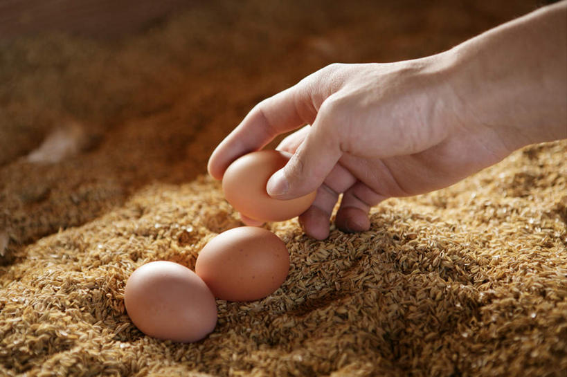 东方人,手,一个人,农民,农场,横图,室内,特写,白天,正面,畜牧业,牧场,亚洲,仅一个男性,仅一个人,仅一个中年男性,一堆,许多,握,阴影,堆叠,堆积,朦胧,模糊,反射,沙子,影子,蛋,鸡蛋,黄种人,三个,手部,握着,堆,单手,草鸡蛋,畜牧,牧业,卵,农人,男人,男性,中年男性,亚洲人,农夫,半身,彩图