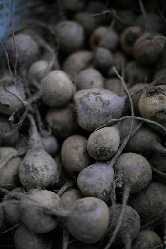 无人,竖图,俯视,室内,特写,白天,蔬菜,一堆,许多,堆叠,堆积,朦胧,模糊,新鲜,泥土,土壤,食品,很多,甜菜,食物,有机食品,绿色食品,堆,菾菜,红甜菜,彩图,高角度拍摄,红菾菜