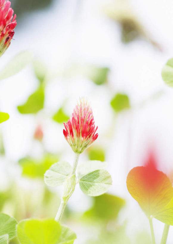 无人,竖图,室外,特写,白天,正面,爱情,自由,幸福,花海,花圃,美景,植物,叶子,阴影,朦胧,模糊,盛开,光线,影子,景观,三叶草,花蕾,花,花瓣,花朵,花卉,鲜花,红色,绿色,阳光,自然,花丛,花束,花田,花苞,花蕊,景色,希望,自然风光,和平,车轴草,苜蓿,统一,团结,彩图,红花三叶草