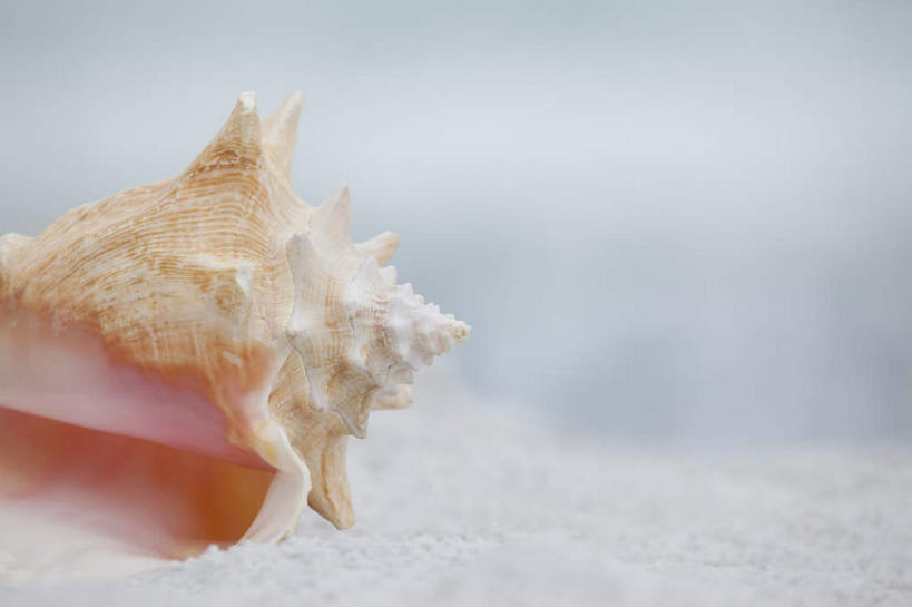 无人,横图,室外,特写,白天,正面,海浪,海洋,美景,沙滩,贝壳,朦胧,模糊,沙子,海岸,景观,浪花,沙地,一个,自然,海水,景色,单个,自然风光,海景,贝类外壳,海螺壳,软体动物外壳,大海,风浪,海,海水的波动,海滩,近岸浪,涌浪,彩图