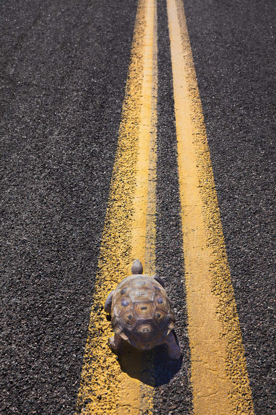 无人,站,竖图,俯视,室外,白天,旅游,度假,草地,草坪,美景,山,山脉,植物,道路,路,公路,龟,美国,阴影,光线,爬行动物,影子,景观,山峰,交通,山峦,注视,娱乐,草,一只,绿色,阳光,自然,动物,群山,观察,看,站着,享受,休闲,健康,景色,放松,观看,察看,亚利桑那,北美,北美洲,关注,自然风光,坚定,美洲,亚利桑那州,大峡谷之州,北亚美利加洲,亚美利加洲,长寿,乌龟,马路,站立,彩图,高角度拍摄,全身