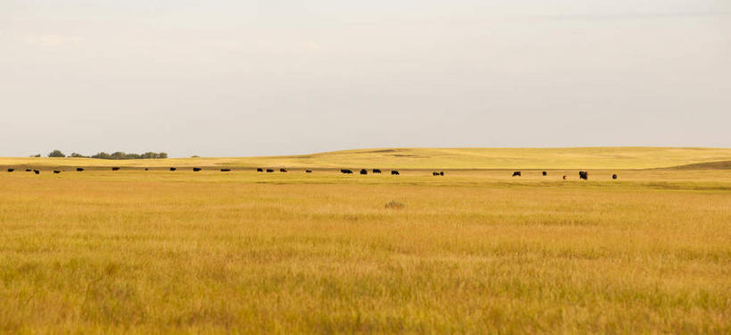 无人,横图,全景,室外,白天,正面,旅游,度假,草地,草原,美景,天际线,植物,美国,阴影,光线,影子,地平线,景观,旷野,云,云朵,辽阔,地面,云彩,娱乐,草,绿色,白云,阳光,自然,享受,休闲,广阔,景色,放松,一望无际,北美,北美洲,自然风光,原野,延伸,美洲,南达科他州,天地相交,北亚美利加洲,亚美利加洲,南达科他,草狼之州,晴朗之州,无边无际,一马平川,彩图