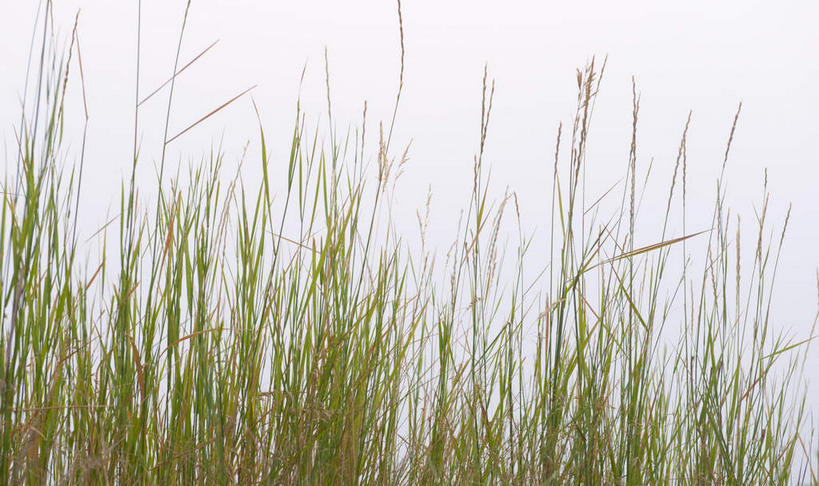 无人,横图,室外,特写,白天,正面,旅游,度假,草地,草原,美景,植物,美国,景观,旷野,娱乐,草,绿色,天空,自然,天,享受,休闲,景色,放松,北美,北美洲,自然风光,原野,美洲,南达科他州,北亚美利加洲,亚美利加洲,南达科他,草狼之州,晴朗之州,彩图