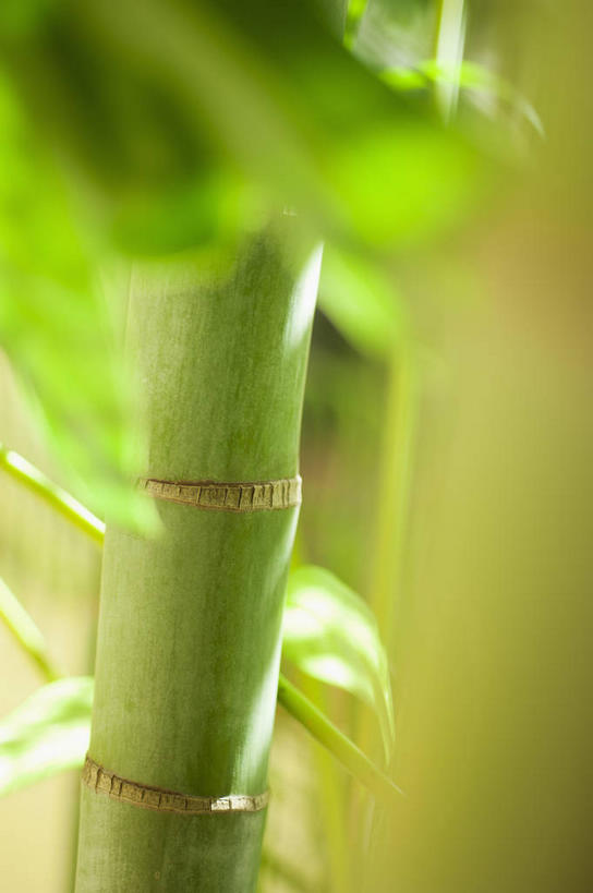 无人,竖图,俯视,室外,特写,白天,纯洁,美景,竹子,叶子,朦胧,模糊,景观,绿叶,自然,嫩叶,景色,高雅,自然风光,奉献,质朴,正直,担当,叶,叶片,竹,彩图,高角度拍摄,奋进,操守,四君子,岁寒三友,性坚,虚怀,虚心,善群,卓尔