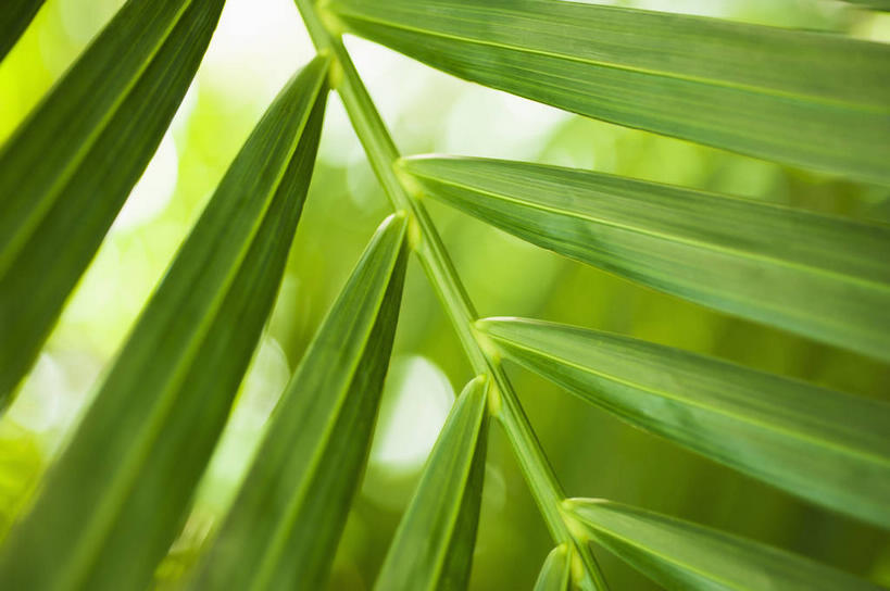无人,横图,室外,特写,白天,正面,美景,植物,棕榈树,叶子,阴影,朦胧,模糊,新鲜,光线,影子,景观,绿叶,树,树木,绿色,阳光,自然,嫩叶,景色,生长,成长,青春,生命,自然风光,和平,安详,棕榈叶,冷色,叶,叶片,棕树,棕榈,彩图