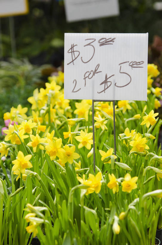 无人,花店,商店,竖图,室外,特写,白天,正面,爱情,陶醉,水仙花,朦胧,模糊,盛开,英文,标签,标志,文字,字符,字母,花蕾,标识,商铺,花,花瓣,花朵,鲜花,黄色,花苞,花蕊,英文字母,记忆,阿拉伯文,金盏银台,玉玲珑,女史花,雅蒜,天蒜,敬意,自恋,市肆,商号,阿拉伯语,阿拉伯字母,凌波仙子,水仙,天葱,彩图,店铺