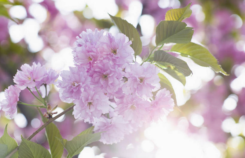 无人,横图,室外,特写,白天,正面,幸福,纯洁,美景,植物,樱花,叶子,阴影,朦胧,模糊,盛开,光线,影子,景观,绿叶,枝条,花蕾,花,花瓣,花朵,鲜花,树,树木,树枝,阳光,自然,花苞,花蕊,嫩叶,景色,等待,生命,自然风光,仙樱花,福岛樱,青肤樱,高尚,热烈,虬枝,枝杈,叶,叶片,荆桃,彩图