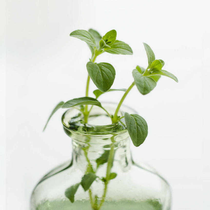 无人,方图,室内,特写,白天,白色背景,正面,植物,花瓶,阴影,反射,影子,玻璃制品,一个,绿色,自然,玻璃瓶,瓶子,摄影,影棚,生长,单个,成长,牛至,滇香蕾,土香薷,荆芥,香薷,奥勒冈草,白花土荆芥,白花茵陈,川香薷,俄力冈叶,减脂叶,满山香,蘑菇草,披萨草,银薄荷,止痢草,彩图,影棚拍摄,拍摄