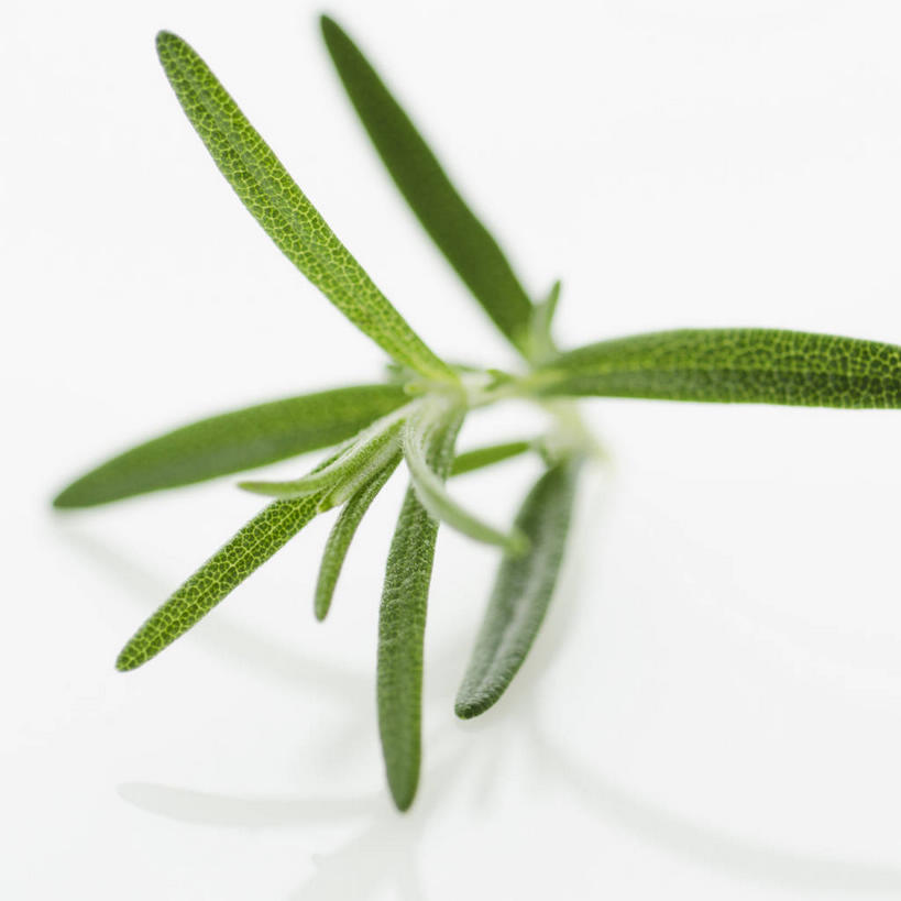 无人,方图,室内,特写,白天,白色背景,正面,叶子,阴影,反射,影子,绿叶,嫩叶,摄影,影棚,迷迭香,海洋之露,叶,叶片,彩图,影棚拍摄,拍摄