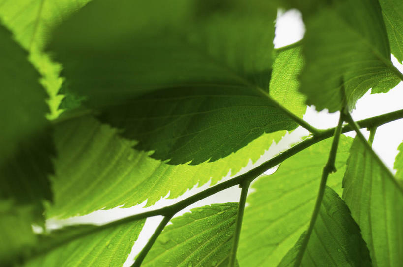 无人,横图,室内,特写,白天,白色背景,正面,植物,叶子,阴影,新鲜,反射,纹路,纹理,影子,绿叶,枝条,树,树木,树枝,绿色,嫩叶,摄影,影棚,青春,生命,和平,安详,肌理,冷色,虬枝,枝杈,叶,叶片,彩图,影棚拍摄,拍摄