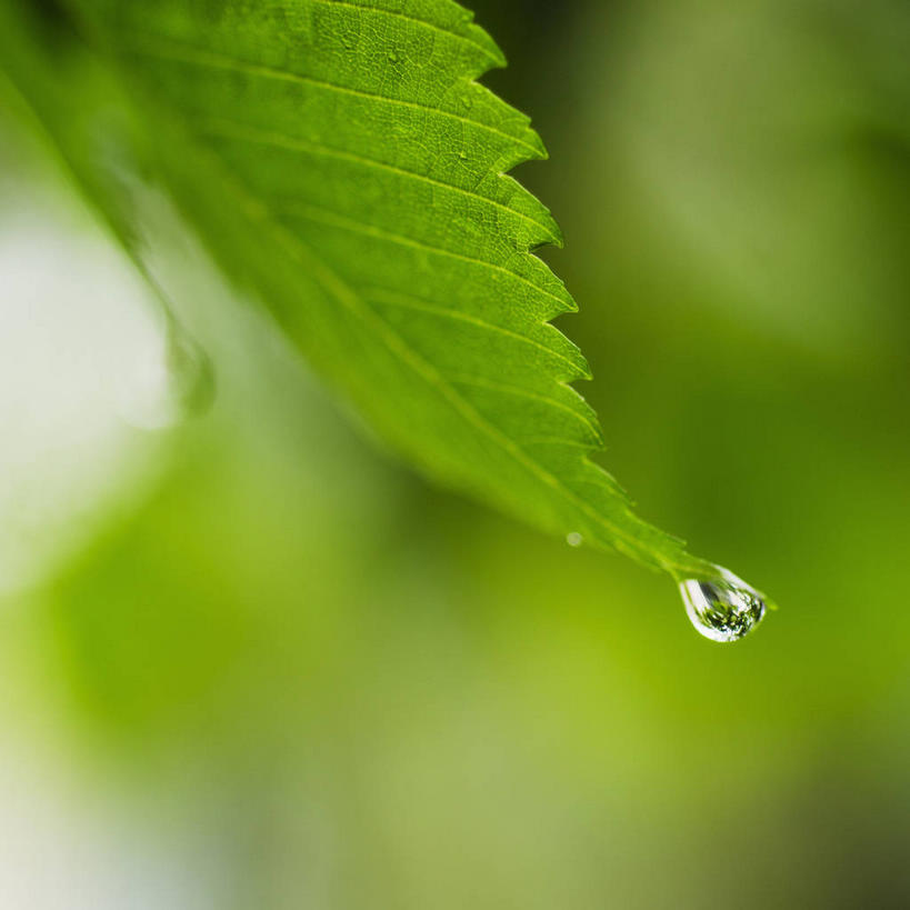 无人,方图,室内,特写,白天,正面,水,露水,叶子,阴影,朦胧,模糊,新鲜,透明,反射,纹路,纹理,液体,影子,水滴,绿叶,水珠,绿色,露珠,嫩叶,青春,生机,生命,剔透,和平,安详,肌理,灵动,通明,冷色,叶,叶片,彩图,晶莹