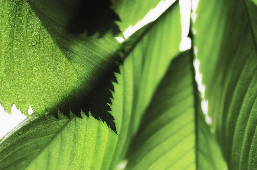 无人,横图,室内,特写,白天,白色背景,正面,植物,叶子,阴影,新鲜,反射,纹路,纹理,影子,绿叶,枝条,树,树木,树枝,绿色,嫩叶,摄影,影棚,青春,生命,和平,安详,肌理,冷色,虬枝,枝杈,叶,叶片,彩图,影棚拍摄,拍摄